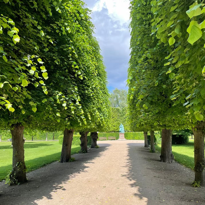 A tree-lined path inviting a peaceful walk